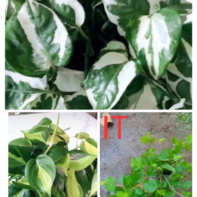 Paket 3 tanaman hias gantung - tanaman hias pot gantung