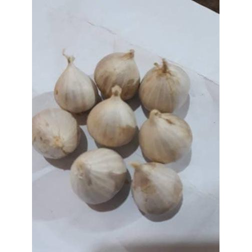

promo!! bawang tunggal/ bawang lanang 250 gr terbaru