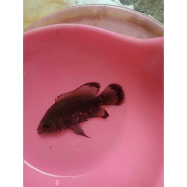 ikan hias/oskar batik/ukuran 5cm/aquscape