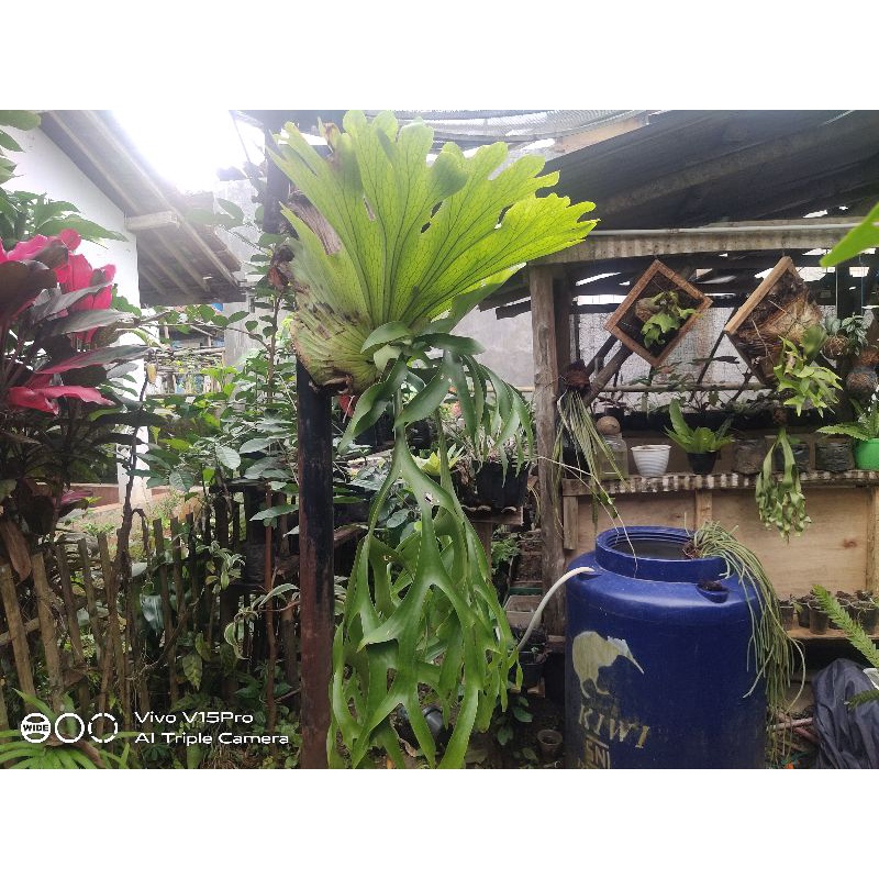 kadaka tanduk rusa jumbo