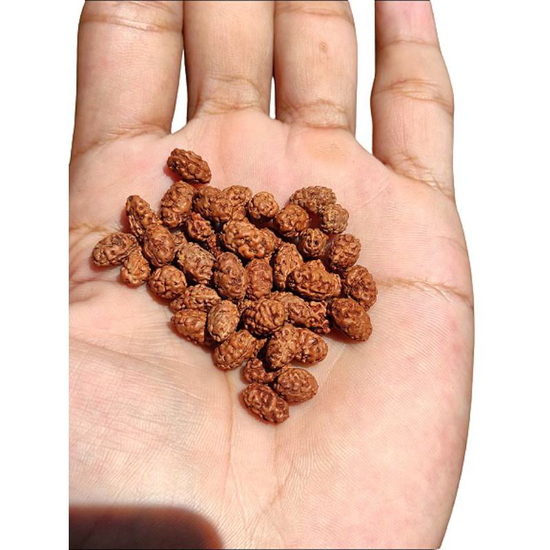 Jenitri Rudraksha Mukhi 2 Garis 2 Beads New