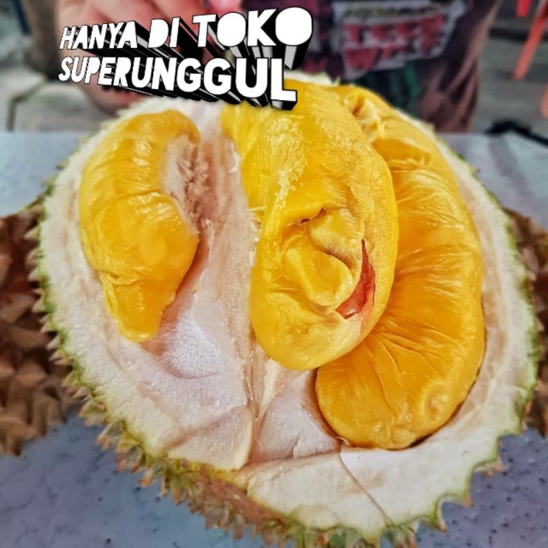 Bibit Durian Musangking Unggul Dan Murah