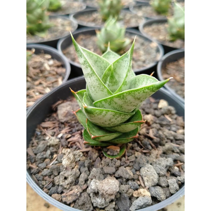 Sensivera Pagoda Hybrid