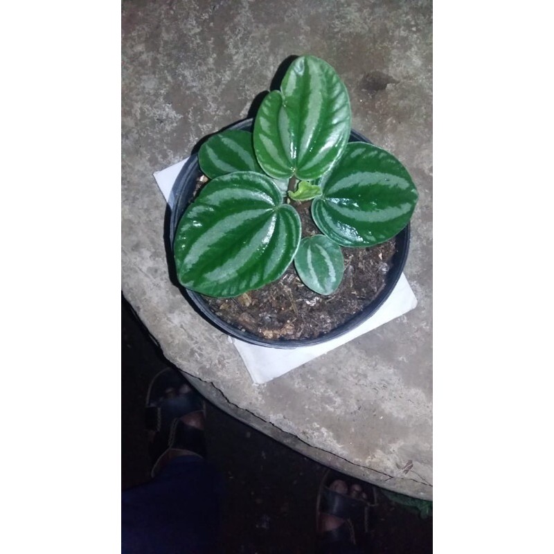 

tanaman hias peperomia water melon
