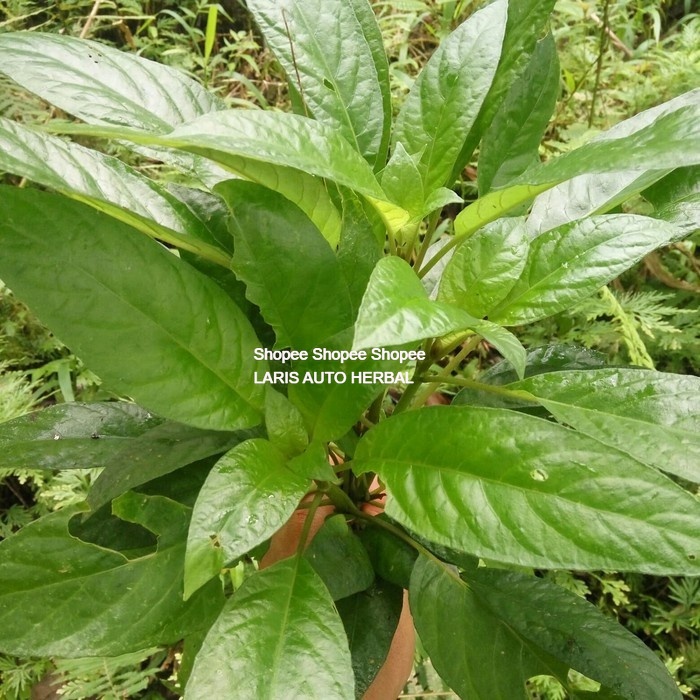 DAUN REUNDEU DAUN LALAPAN