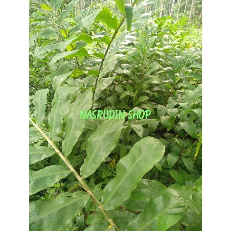 

DAUN LEMPUYANG SEGAR 1 KG LAMPUYANG LANGSUNG PETIK / ZINGIBER ZERUMBET / PUYANG