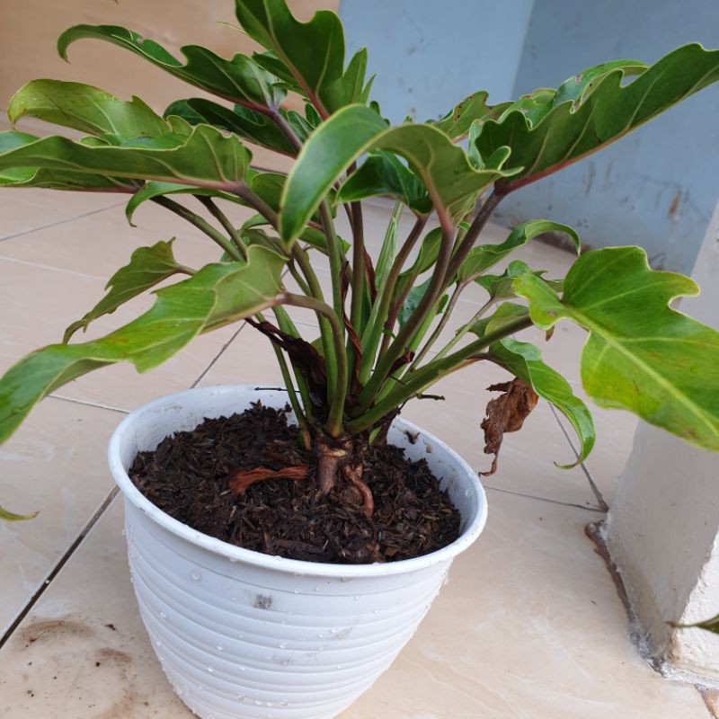 Tanaman Hias Phillo Gergaji