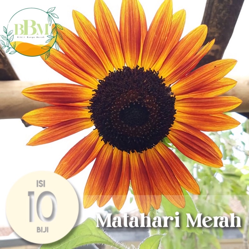 Benih Biji Bunga Matahari Merah