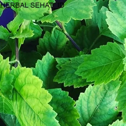 DAUN NILAM BUBUK 1 KG - Pogostemon Cablin - MURNI - JSR