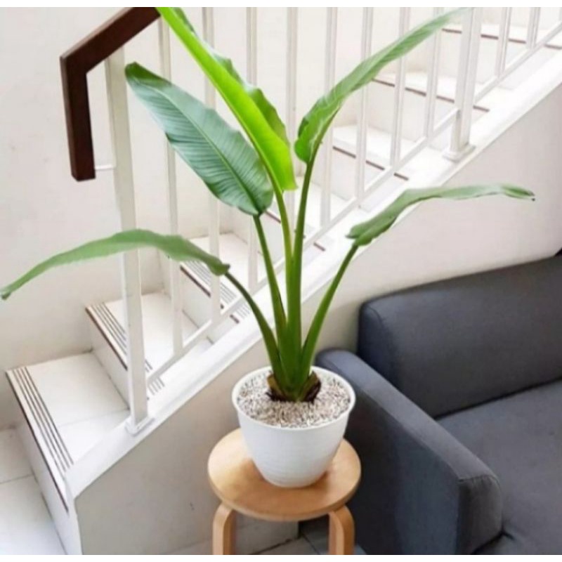 Pohon Pisang Kipas Tanaman Hias Bibit Pohon Pisang Kipas