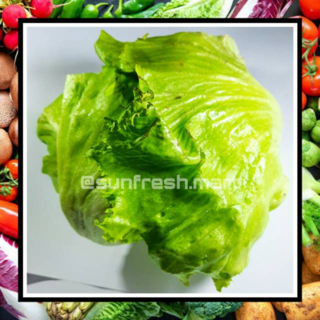 

Lettuce Head / Sayur Lektus Fresh 1 Kg