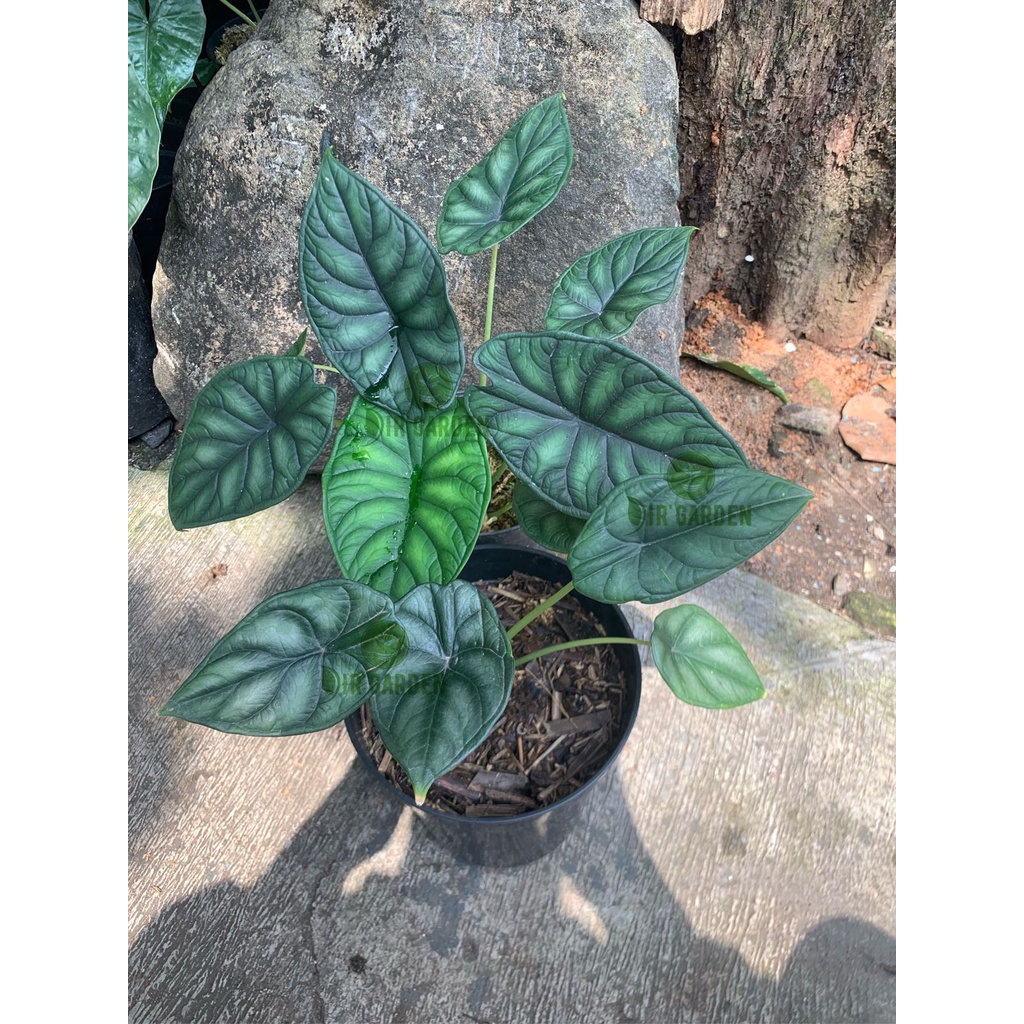 ALOCASIA DRAGON SCALE / HIJAU