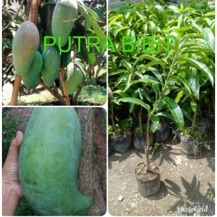 bibit mangga Mahatir super