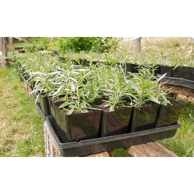 NEW TANAMAN BIBIT BUAH GOJI BERRY .