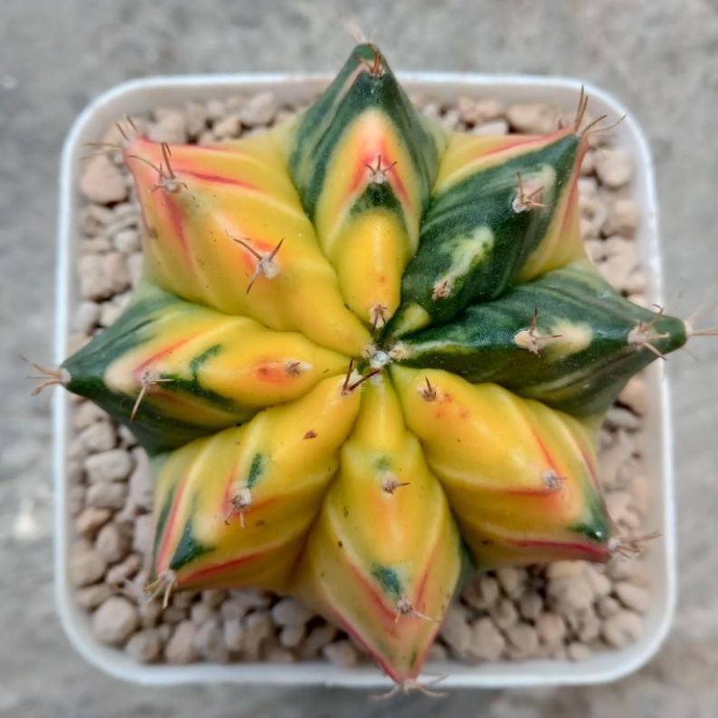 Kaktus Miha Hybrid Variegata | Miha Var | Gymnocalycium Mihanovichii Hybrid Variegata | Gymno