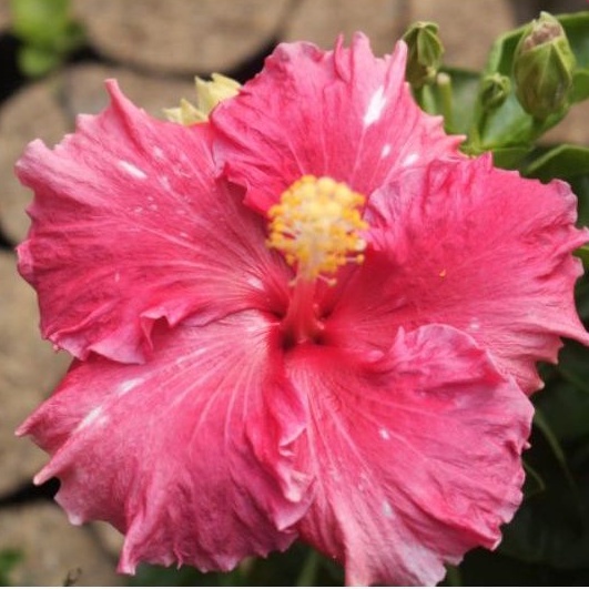 bibit tanaman hias kembang sepatu bunga hibiscus hybrid pink fanta tutul putih