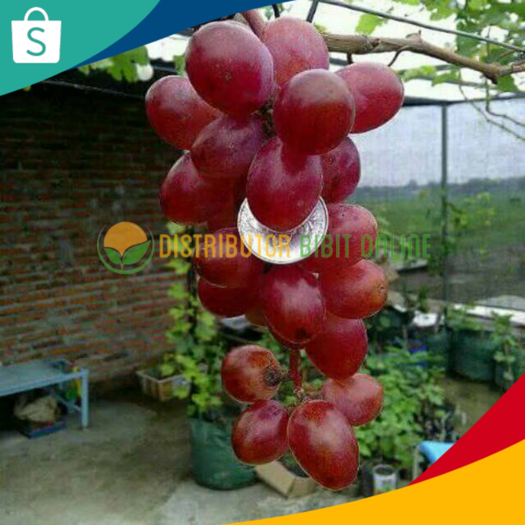 Bibit Anggur Import Nina Queen Hasil Grafting