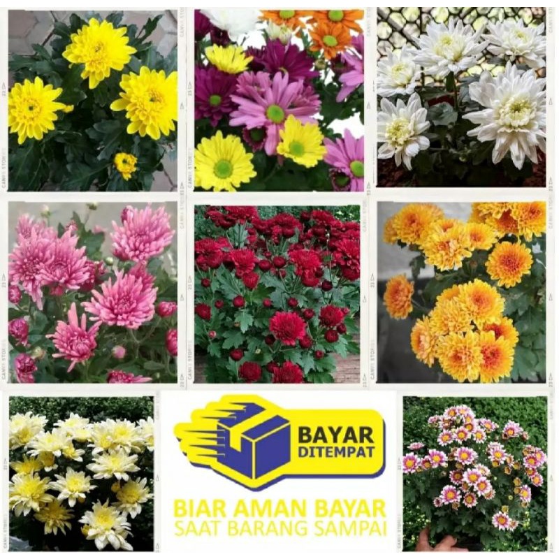 Paket hemat 20 bunga krisan aster warna random + bonus