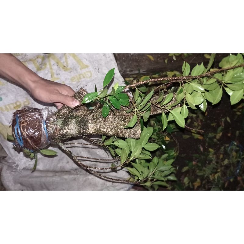 kimeng bahan ground, gegelan / potongan ukuran lengan dewasa jumbo