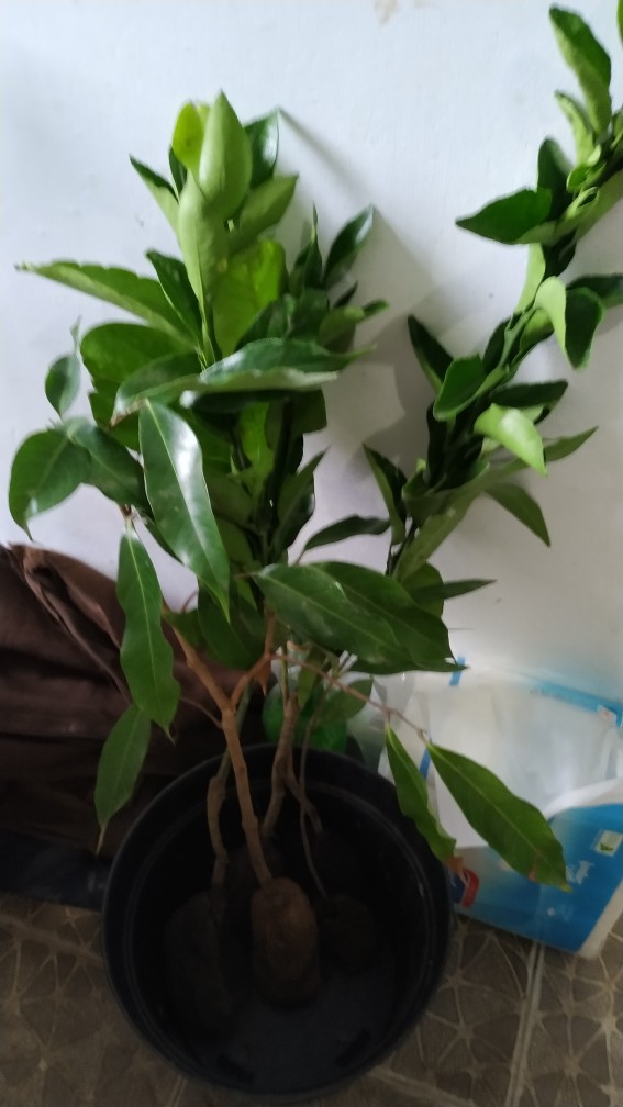 Bibit Buah Leci (bisacod)