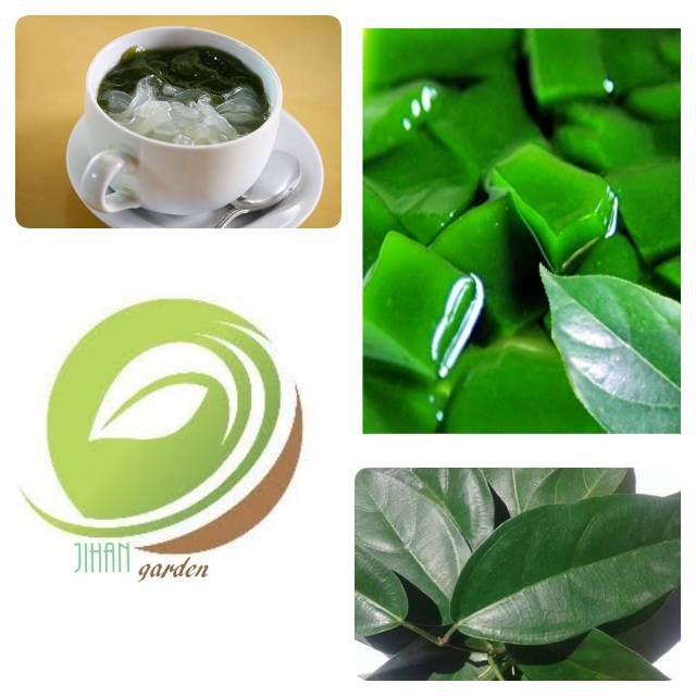 

Daun cincau hijau perdu segar 1 kg segar