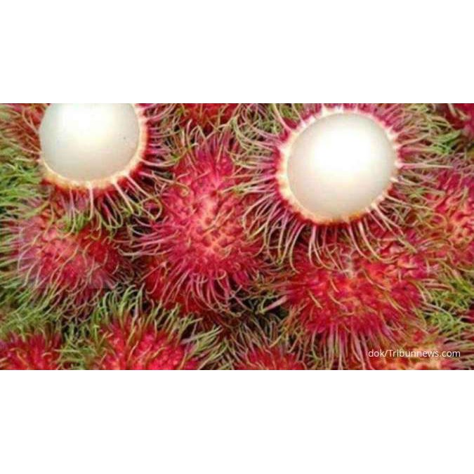 

buah rambutan enak