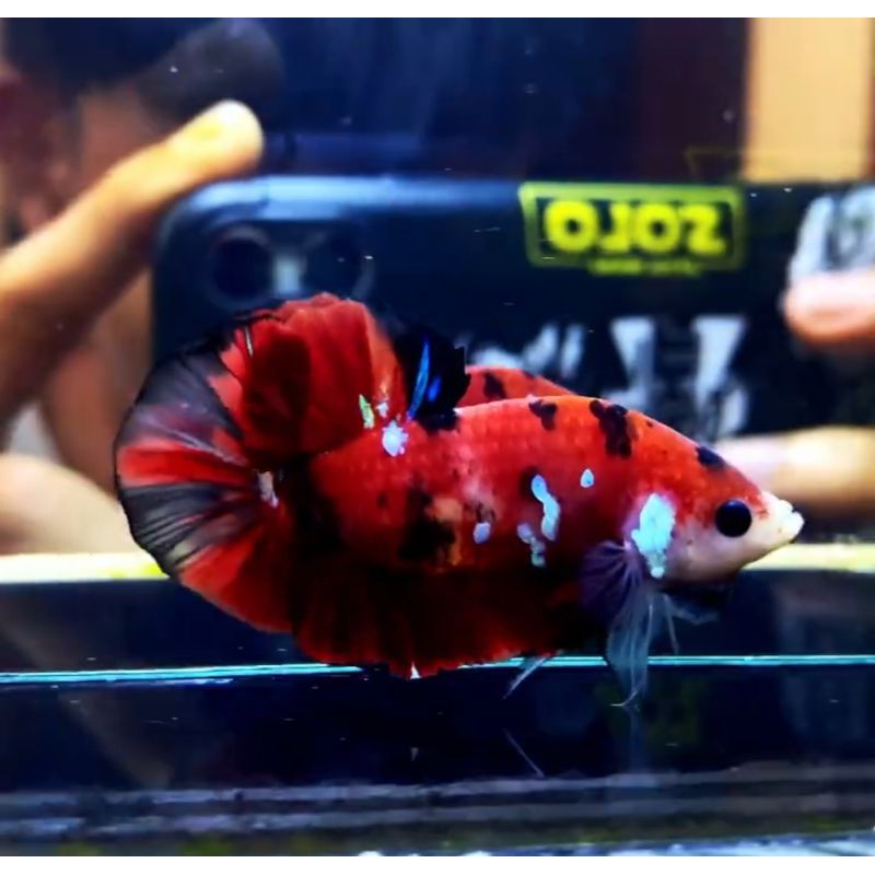 

Ikan cupang red koi dan Avatar Real pict
