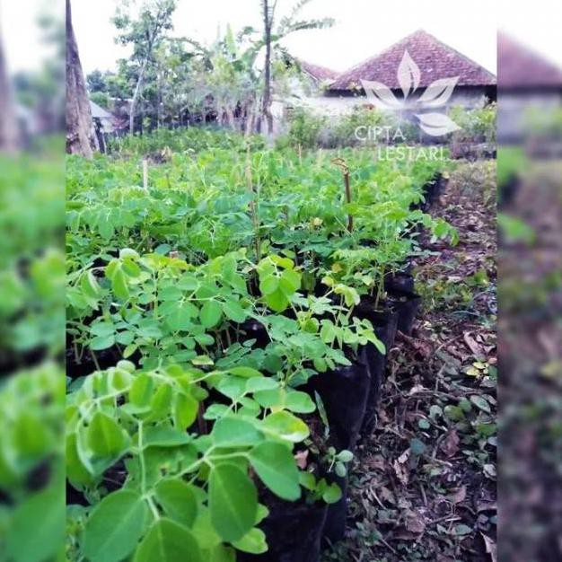 BIBIT POHON KELOR BIBIT KELOR POHON DAUN KELOR TANAMAN KELOR $$##