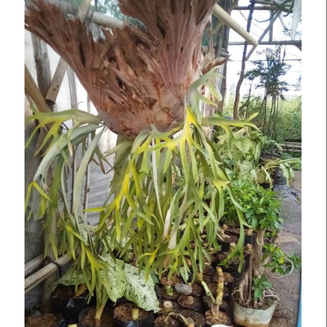 Tanaman Hias Kadaka Uncal