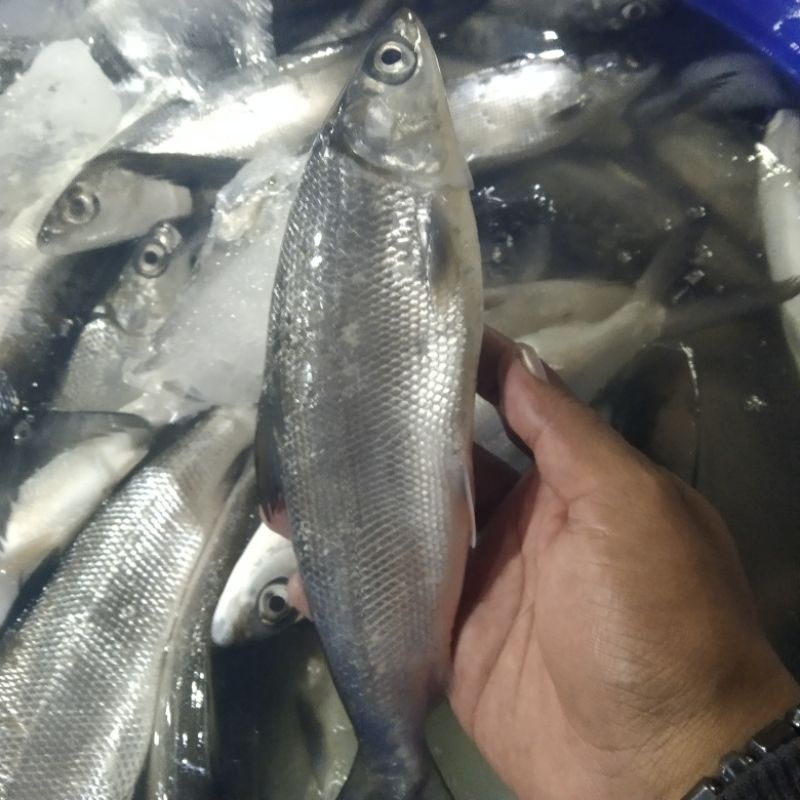 

Ikan Bandeng