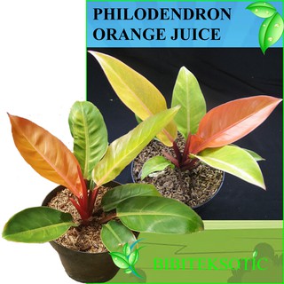 Tanaman Hias Philodendron Orange Juice Shopee Indonesia