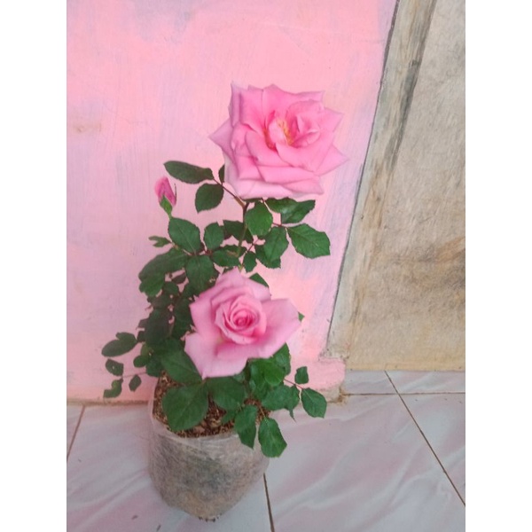 tanaman bunga mawar pink asli