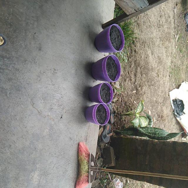 Pot Lavenia 18 Pg-8832 Warna Warni