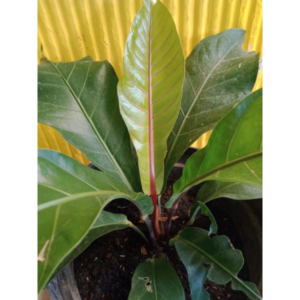 Obraal/cuci gudangTanaman Hias Anthurium Hokery Batang Merah, besar