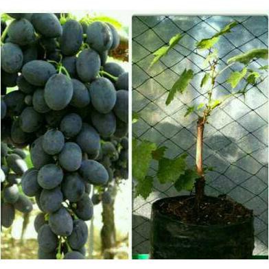 bibit tanaman anggur black autumn royal seedless #_*