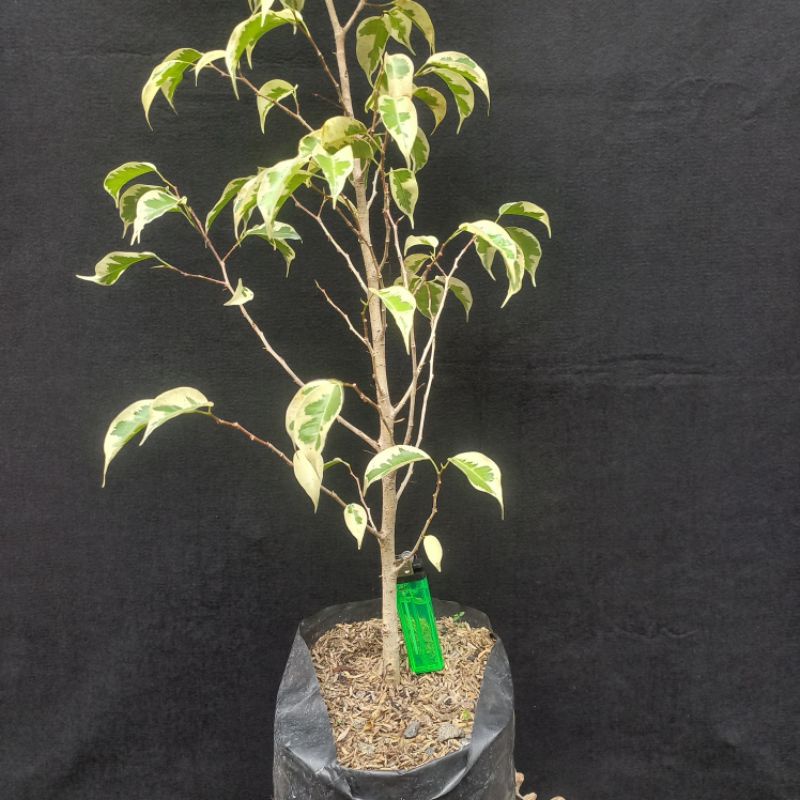 Bahan Bonsai Beringin Putih Varigata Hasil Cangkok Besar Tanaman Hias