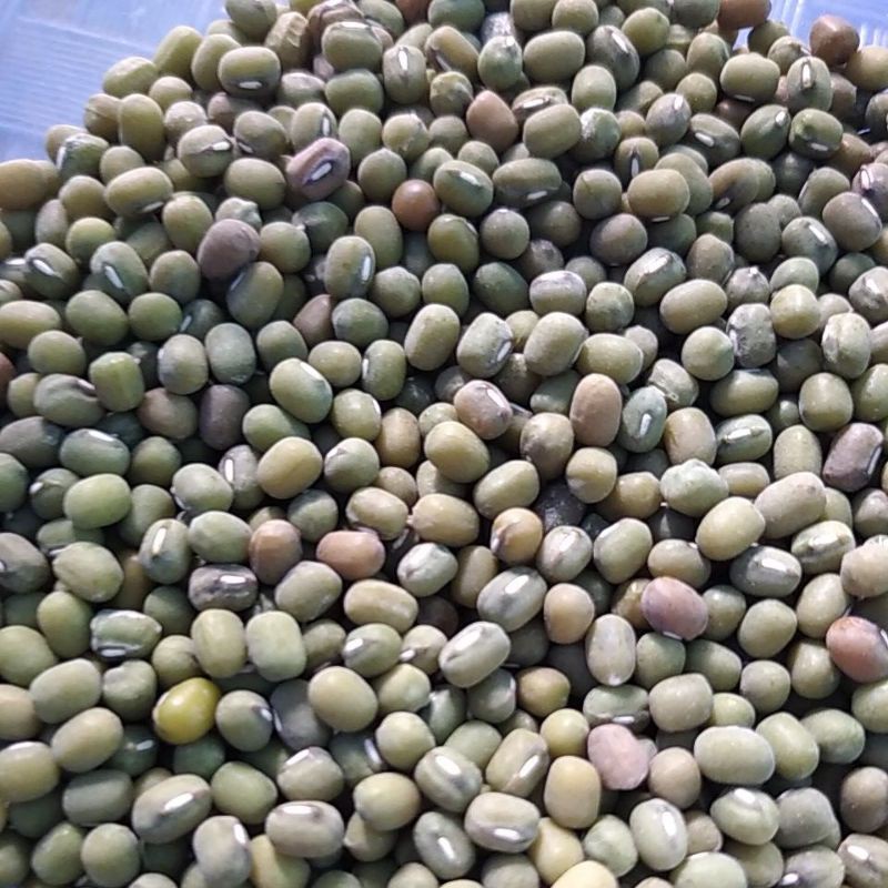 

Kacang Hijau Kering jemur