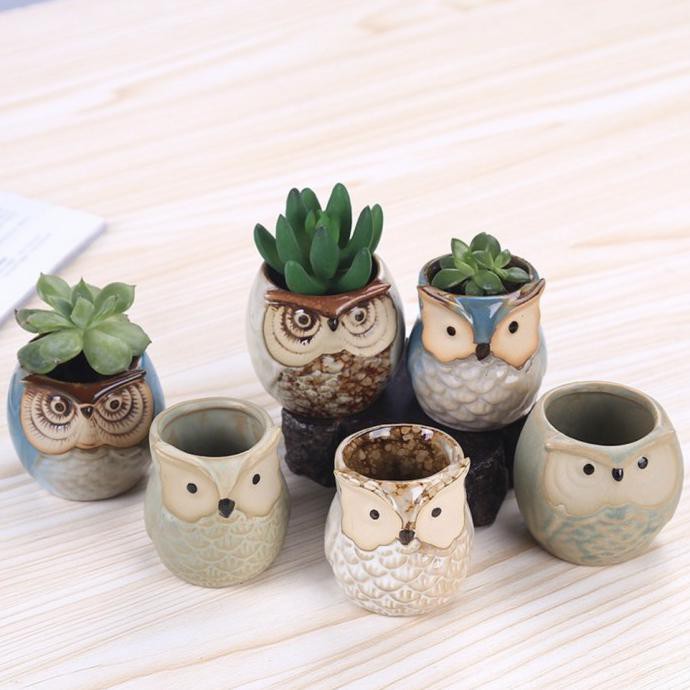 Pot lucu unik tanaman pajangan burung hantu owl kaktus (1 set 6 pcs)
