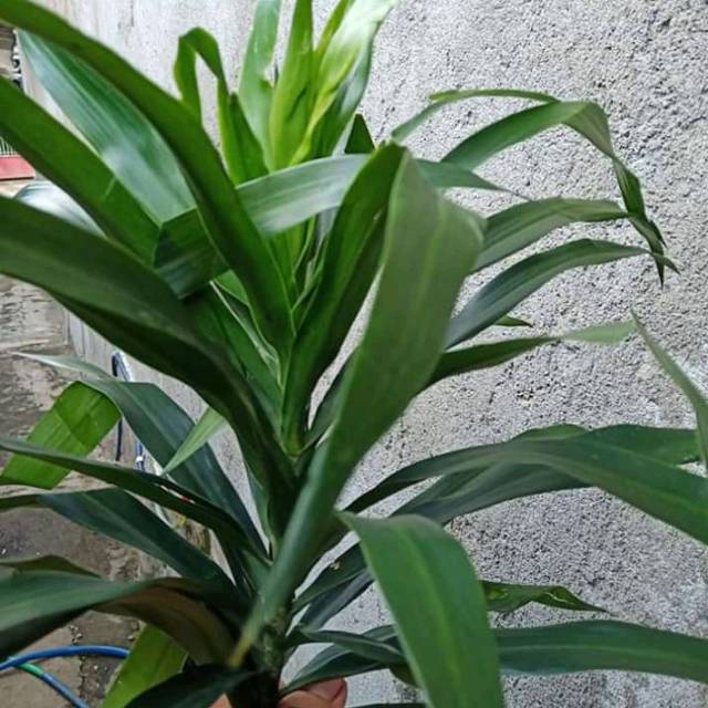 

Daun suji segar(250gram)