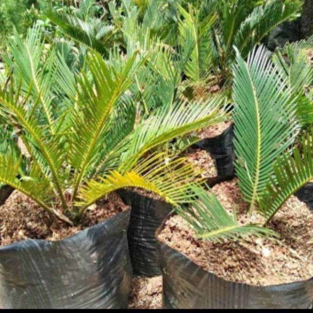 Benih tanaman hias sikas + free pot