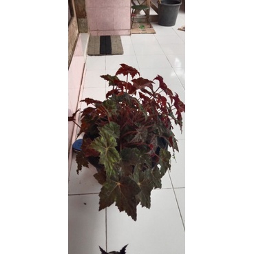 begonia bintang merah