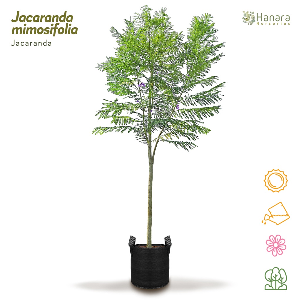 Jacaranda mimosifolia - Jacaranda - pohon instan/instant tree