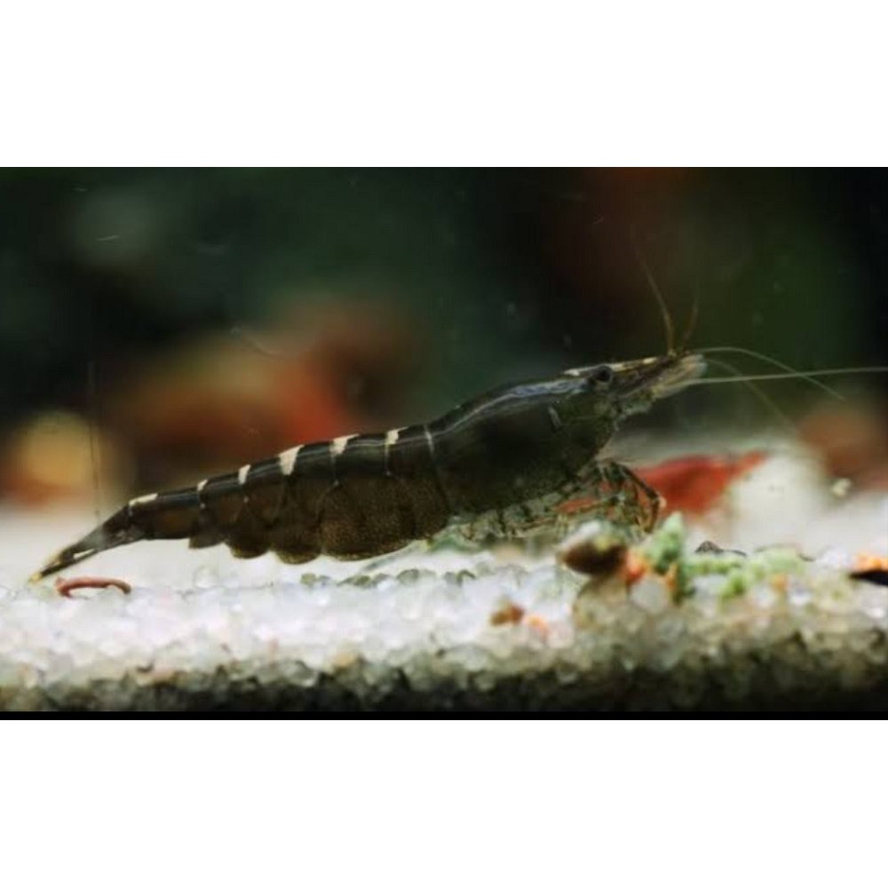 

BLACK CHERRY SHRIMP Obral