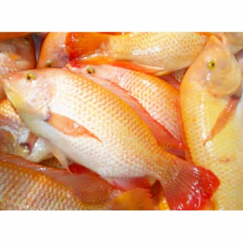 

Ikan Segar - Ikan Nila 500 gr
