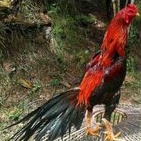 

jual telur ayam Bangkok ekor lidi bulu biang 2 butir