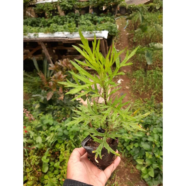 Bibit Artemisia Vulgaris, Tanaman Mugwort, Tanaman Baru Cina, Tanaman Sudomolo