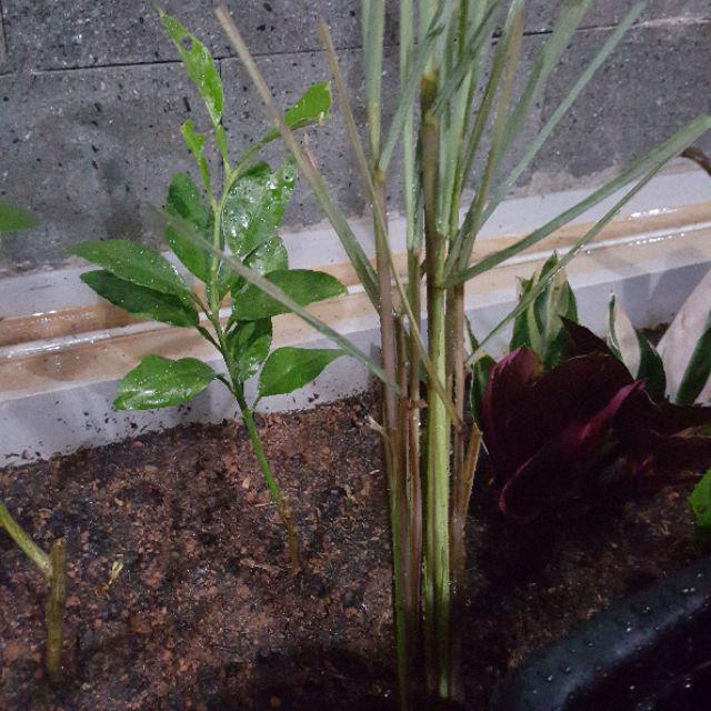 Pohon Sereh Merah