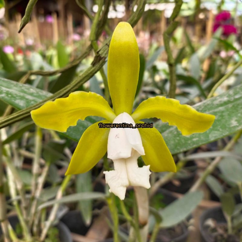 Catleya Leopolldii alba Dewasa