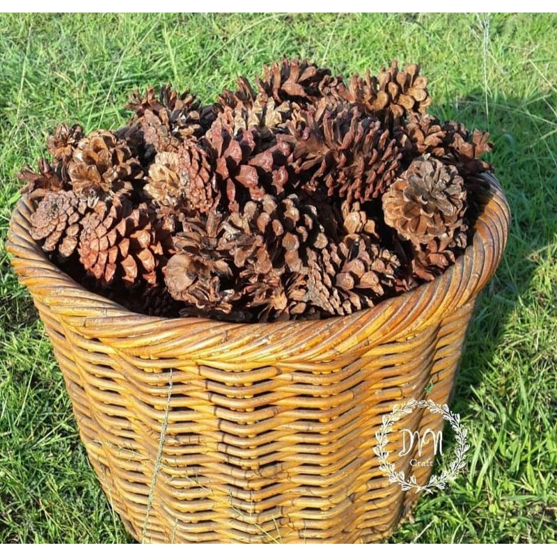

BUAH PINUS KERING SATUAN