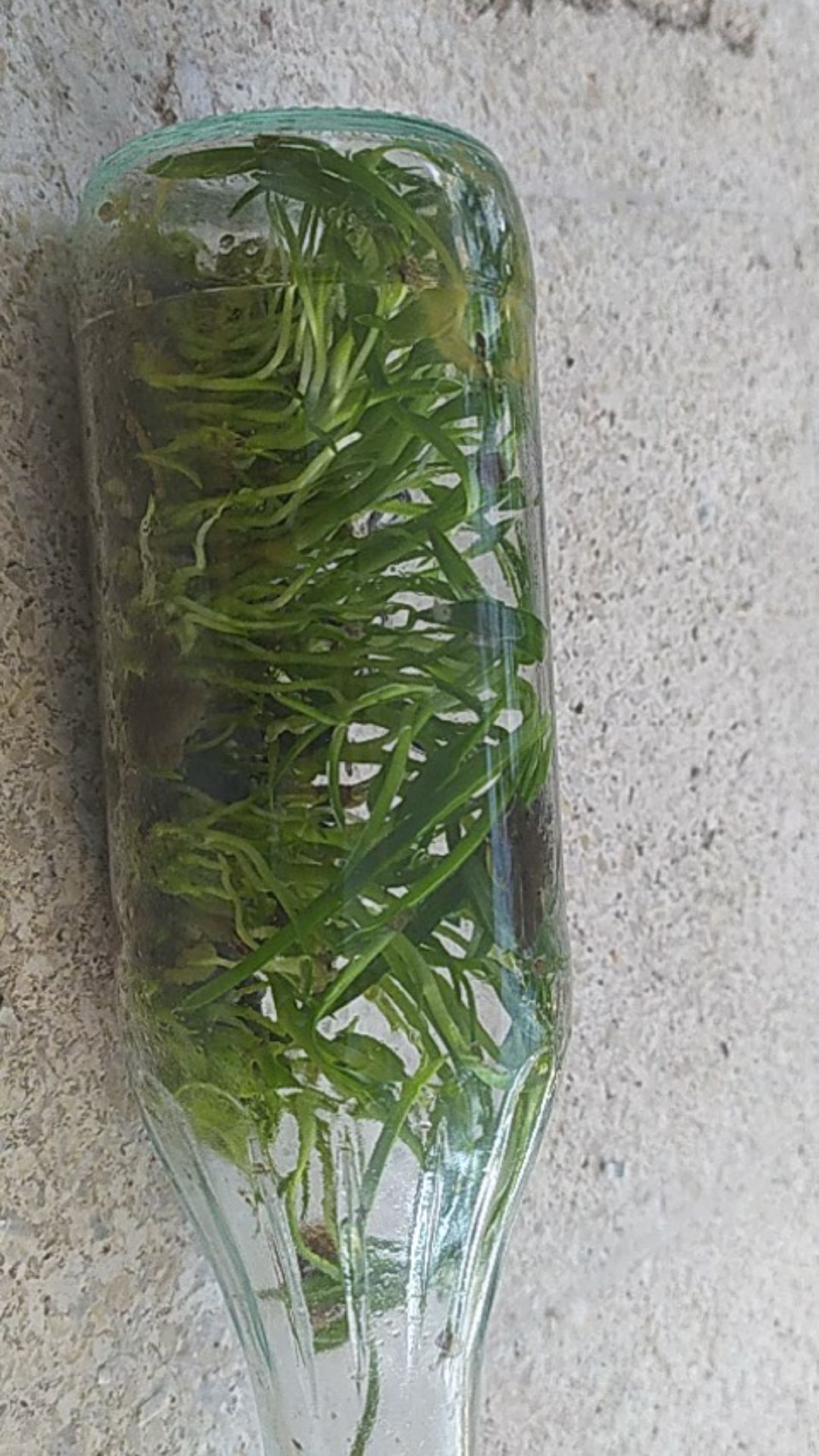 Tanaman Anggrek Botol Tebu Isi 30